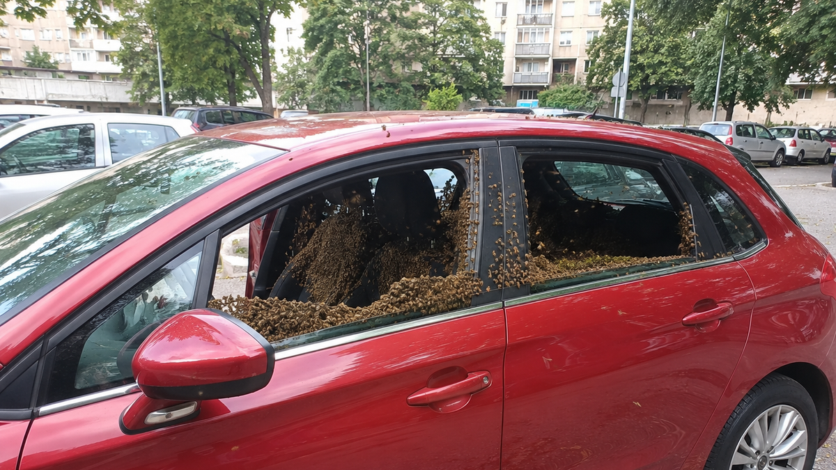 Известяване на пчели: Белград е завладан